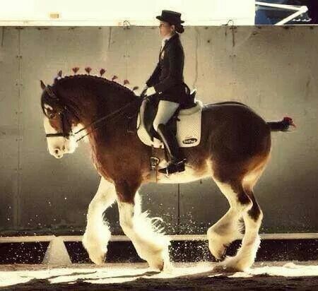 Clydesdale Horses